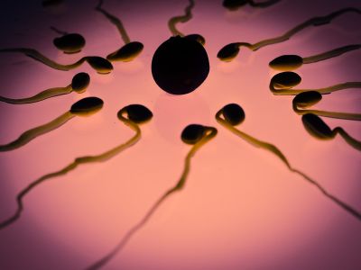 Sperma i spermij - koja je razlika?